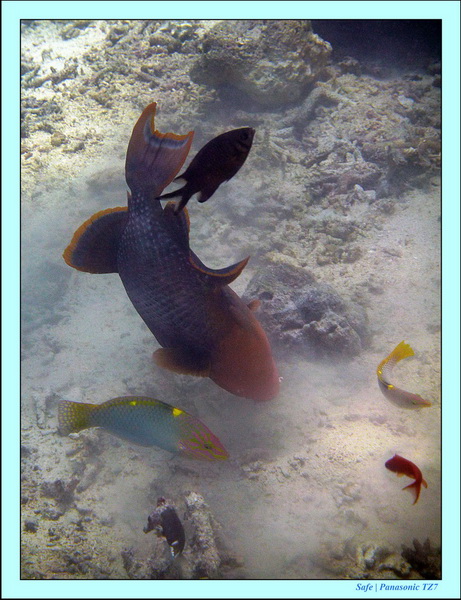 2011 - 08 - Borneo - Sipadan 094
